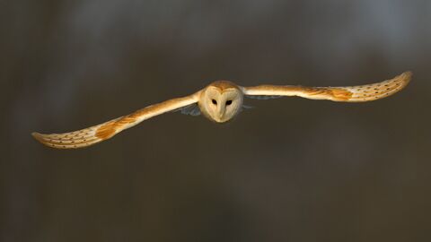 Barn Owl in flight