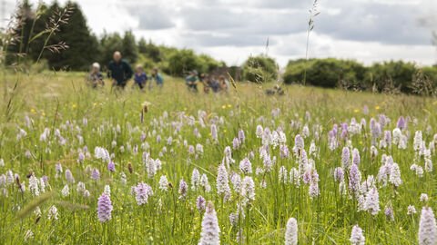 A field of Health spotted orchids