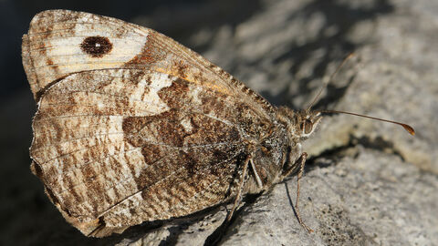 Photo of Adult Grayling Butterfly