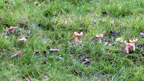 Photo panorama of Pink Waxcaps