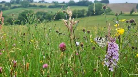 A flower rich meadow