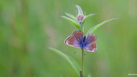 common blue on flower