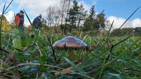Grassland Fungi Parrot Waxcap