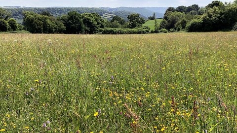 Photo of Wild Flower Meadow at Pentwyn Farm Reserve
