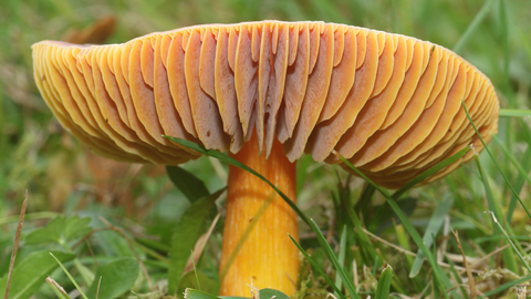 Crimson waxcap