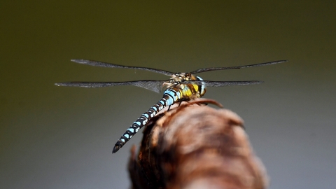 Dragonfly