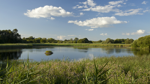A sedge-fringed wetland beneath a cloudy blue sky