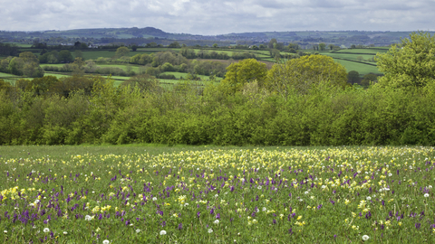Wildflower meadow with early purple and green winged orchid, and cowslips in bloom, The Wildlife Trusts