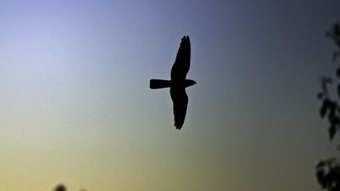 The silhouette of a nightjar as it flies across a dusk sky, deep blue with orange hues towards the horizon
