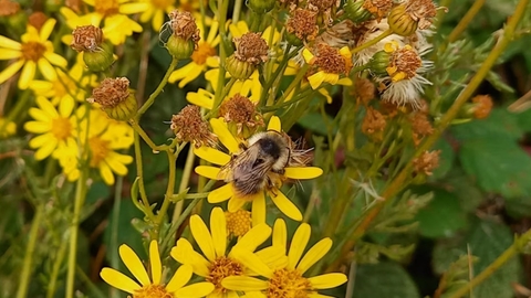 Bumblebee