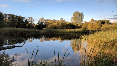 Magor Marsh pond view