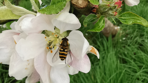 Image of Orchard Tree in Flower with Hoverfly
