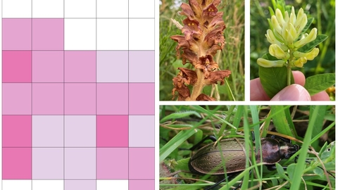 Grid map sample and some wildlife