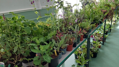 Photo of Chepstow group annual plant sale