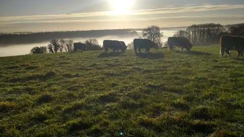 Cattle at Wyeswood