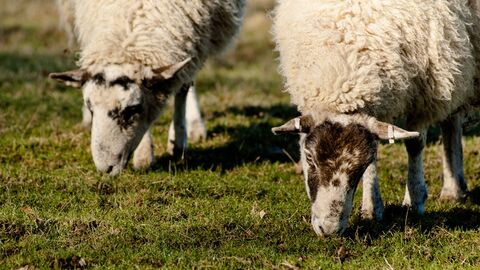 2 sheep grazing on grass