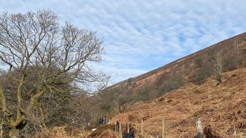 silent valley nature reserve, people planting on the side of a grassy hill 