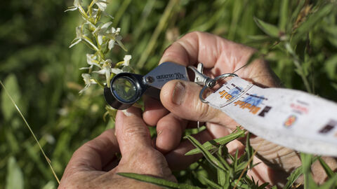 Using magnifying glass to look at orchid
