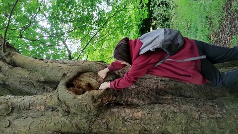 A person holding onto a tree to look inside a hollow