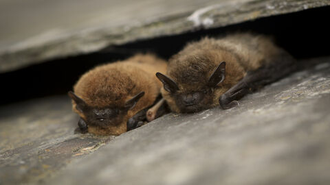 two pipistrelle bats 