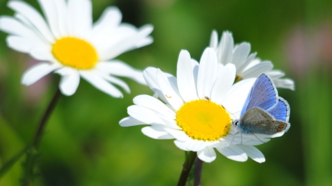 Common blue butterfly on oxeye daisy