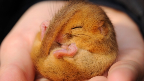 Dormouse by Amy Lewis