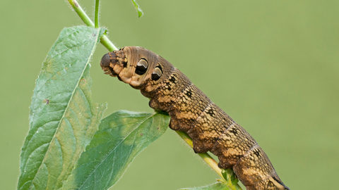 Elephant hawkmoth