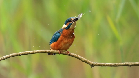 Kingfisher with fish by Jon Hawkins Surrey Hills photography