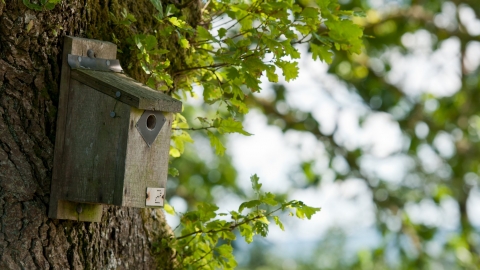 bird box