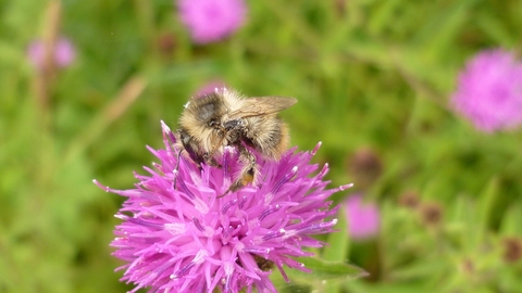 Shrill carder bee on flower