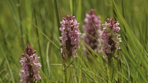 Southern-marsh orchids (Dactylorhiza praetermissa) Wicken Fen, Cambridgeshire. -
