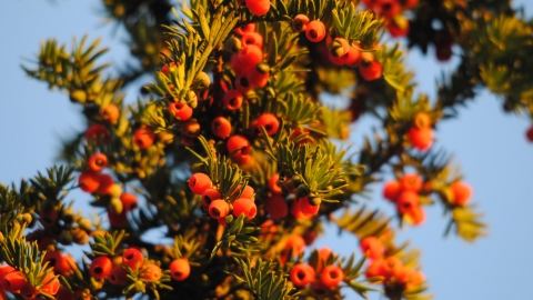 Yew