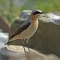 Photo for blogger Twheatear