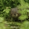 Water vole