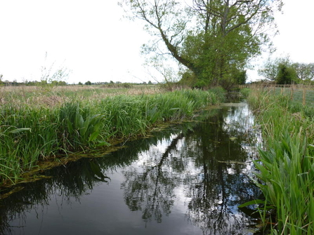 Magor Marsh SSSI