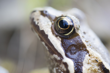 Common frog