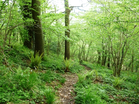 Strawberry Cottage Wood woodland