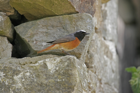 Redstart