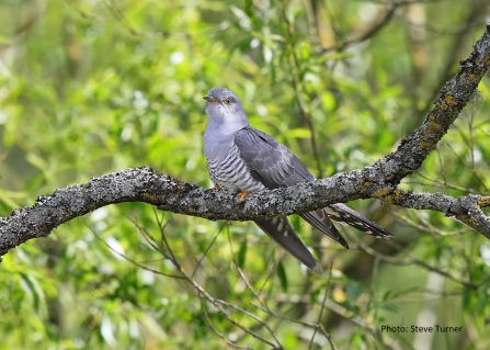 Gwent Wildlife Trust's photography competition 2018 Over 16 category winning entry by Steve Turner, of a Cuckoo at GWT’s Magor Marsh Nature Reserve