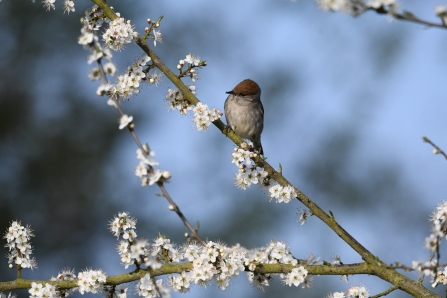 A female Blackcap pictured at Magor Marsh