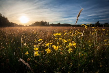 Gwent Levels horizon