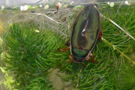 King Diving Beetle