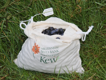 A bag of sloes collected by Gwent Wildlife Trust of the Kew Millennium Seed Bank