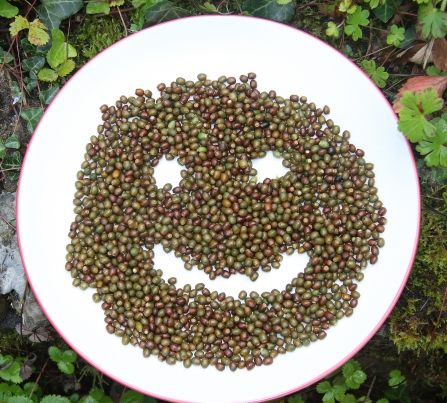 Yew tree seeds collected for the Kew Millennium Seed bank by Gwent Wildlife Trust 