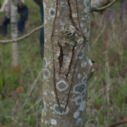 These diamond shaped lesions are signs of Ash dieback