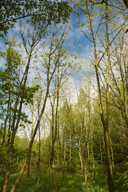 These trees are showing signs of Ash dieback