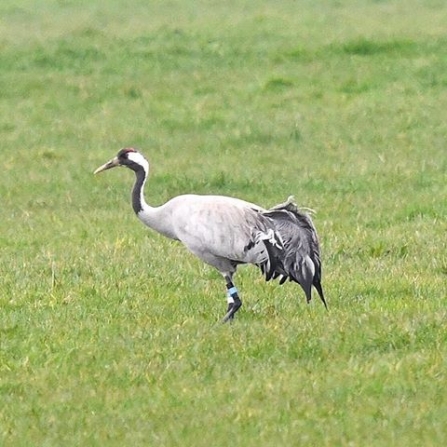 A Common Crane on the Gwent Levels near Magor Marsh nature reserve