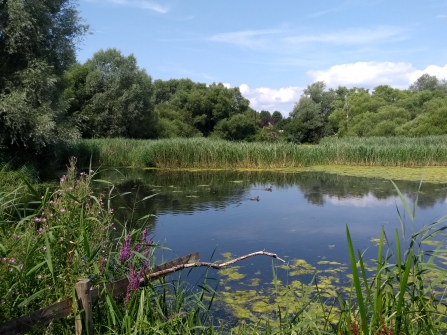 Magor Marsh nature reserve as seen from the bird hide