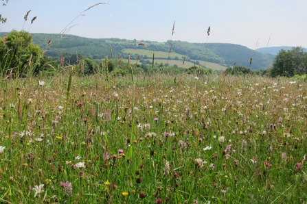 Pentwyn Farm meadow view