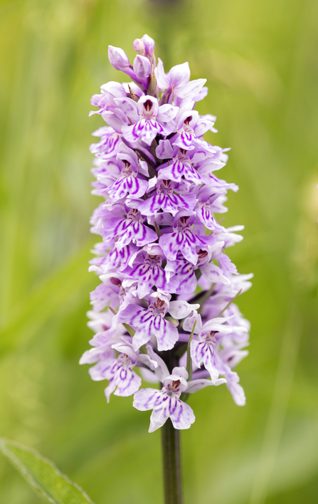 Common Spotted Orchid at Pentwyn Farm